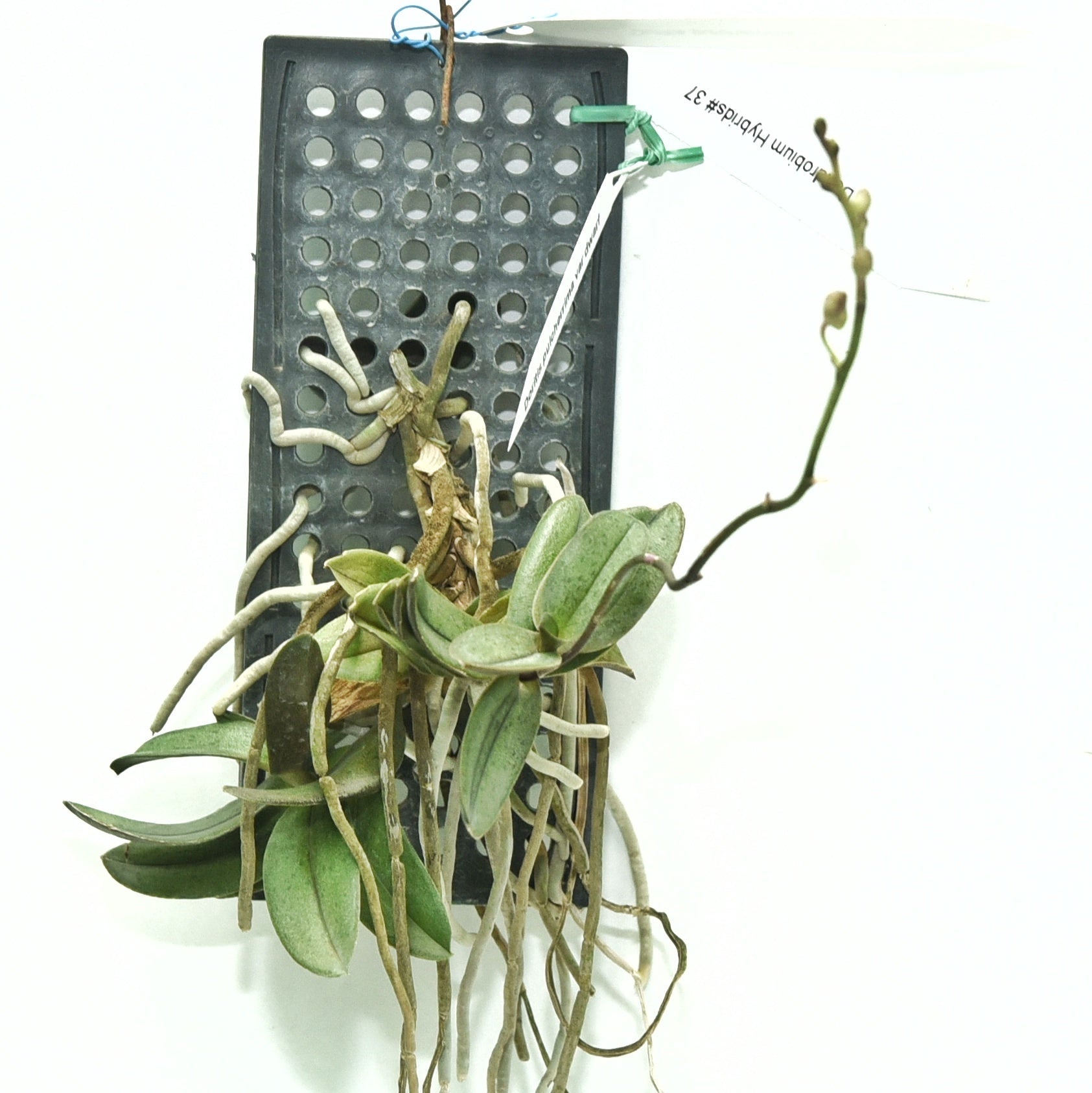 Doritis Pulcherrima(Phalaenopsis Pulcherrima)