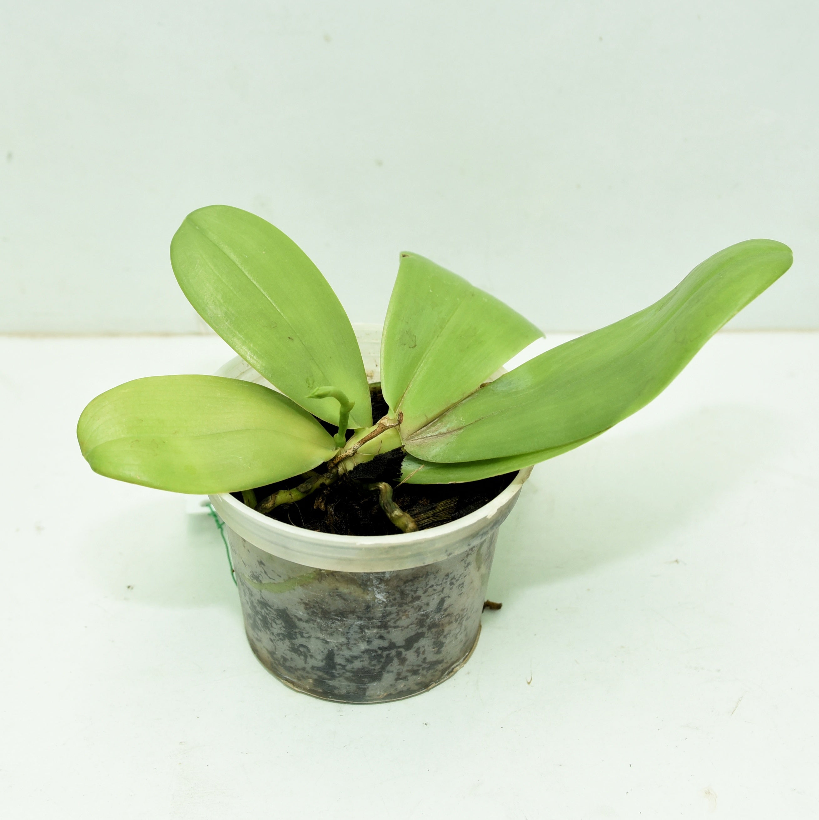 Phalaenopsis violacea var.sumatrana