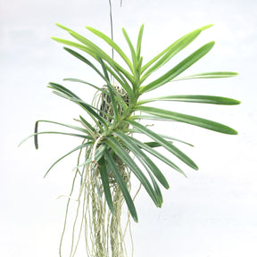 Exquisite Ascocentrum ampullaceum x christensonianum hybrid orchid