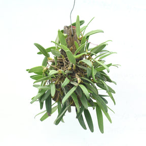 Fragrant Bulbophyllum lasiochilum Orchid - Aromatic Beauty for Your Indoor Garden