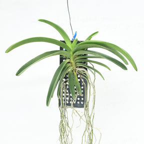 Vanda Falcata x Rhynchostylis gigantea Pink No. 1