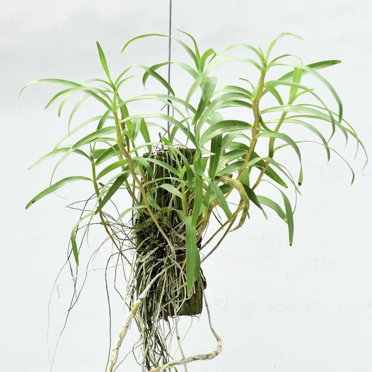  The Dendrobium Hercoglossum alba orchid thrives with minimal care, making it perfect for both beginners and seasoned orchid enthusiasts.