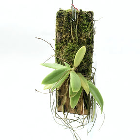 Grosourdya nitida