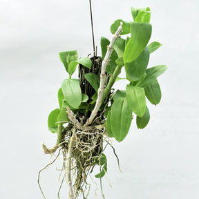  With its easy-care requirements and unique appeal, the Dendrobium Parishii orchid is the perfect choice to enhance your living space.