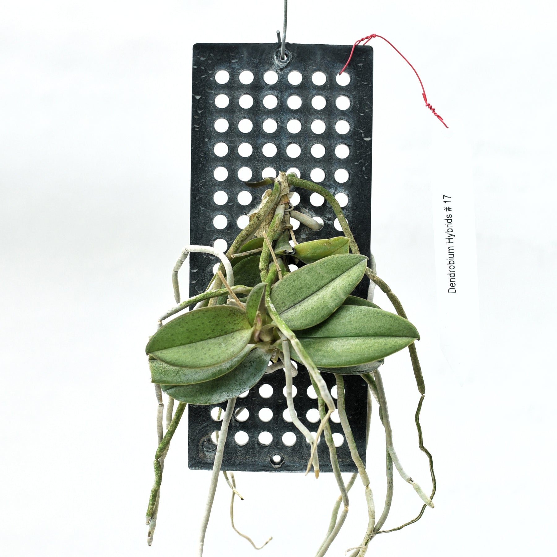 Doritis Pulcherrima(Phalaenopsis Pulcherrima)