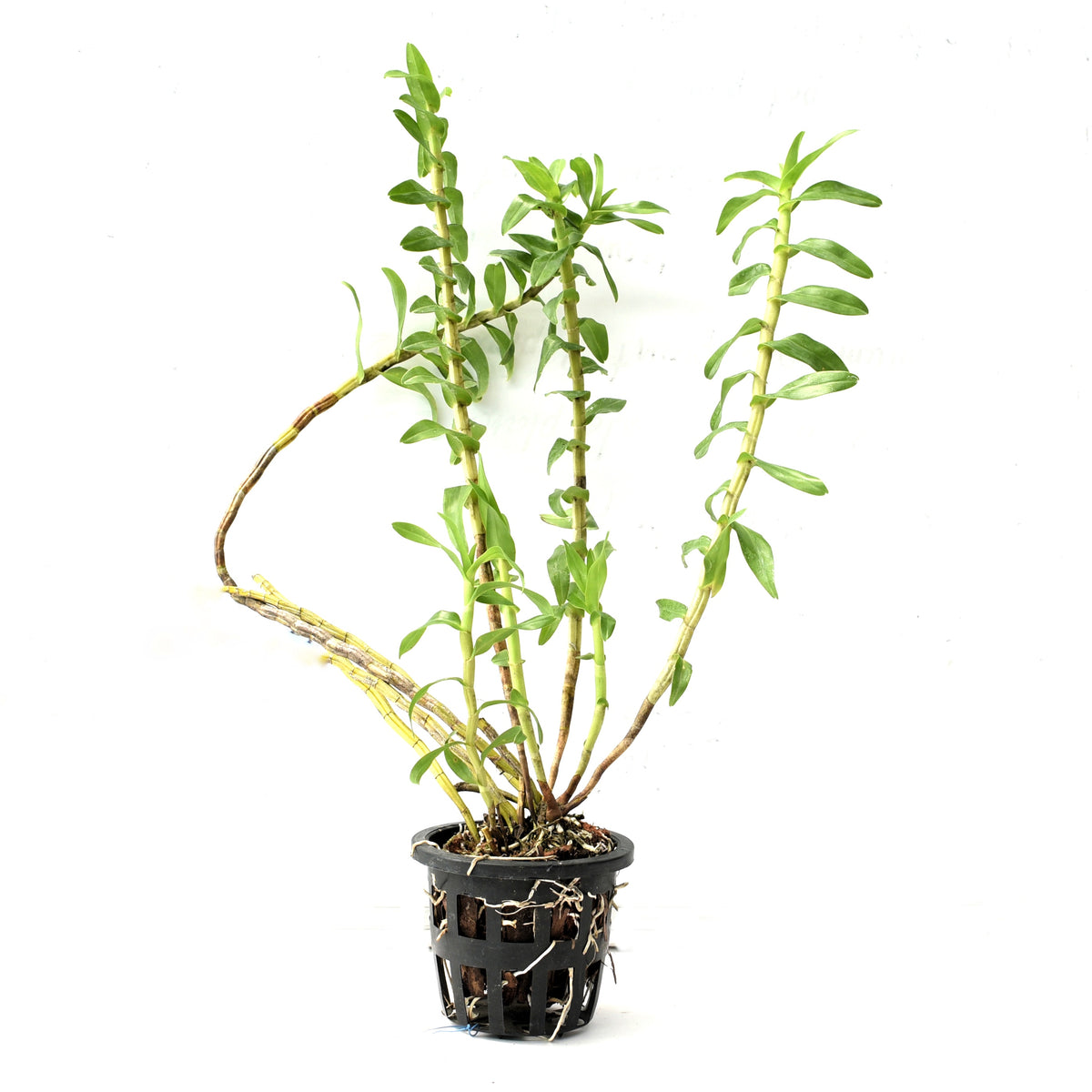 Dendrobium ellipsophyllum