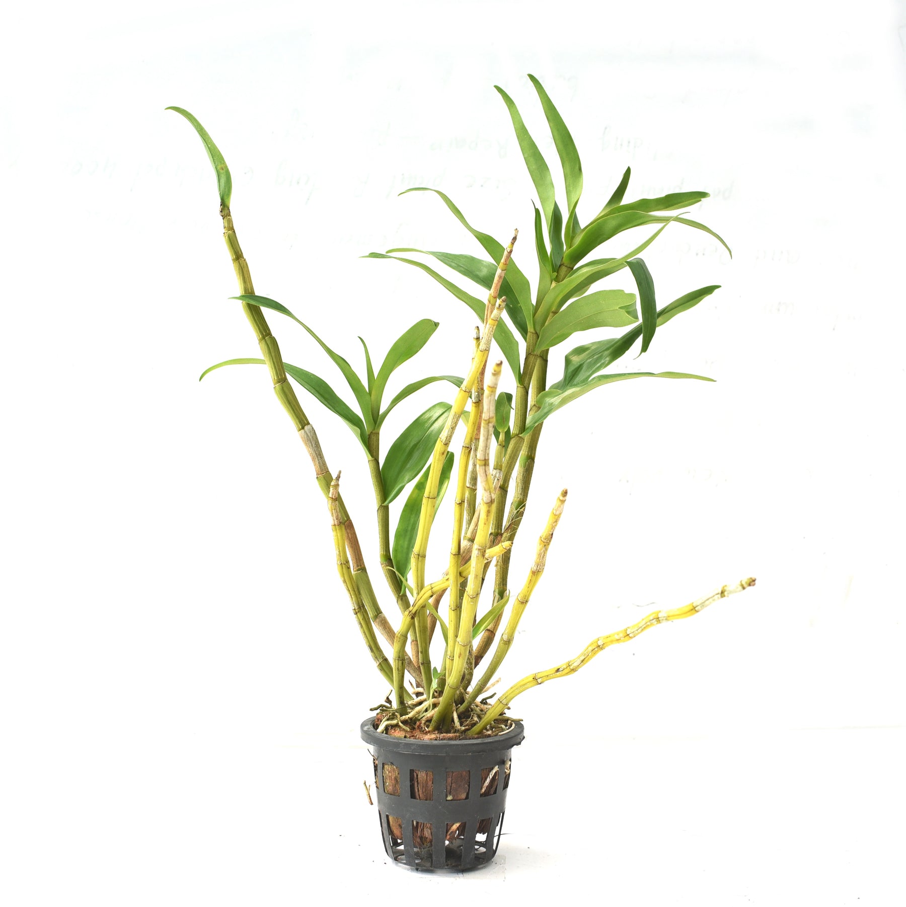 Dendrobium Formosum