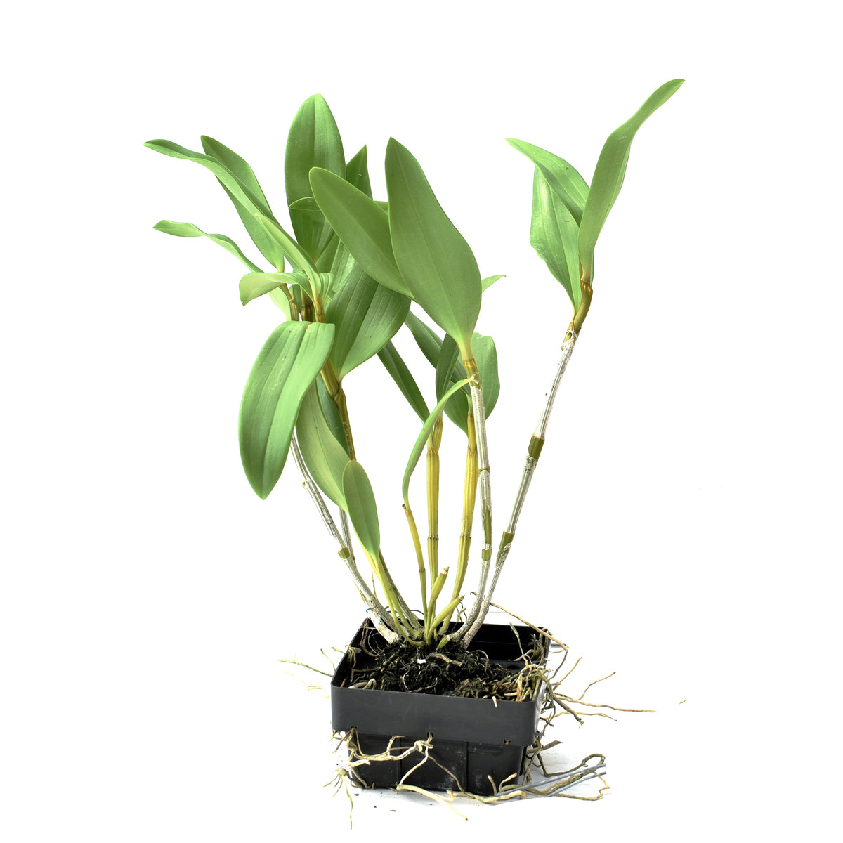 Dendrobium Amabile