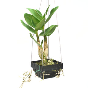 Dendrobium Alistair Martyn Chew x Den SMOU (Twisted)