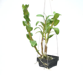 Dendrobium Jairak Green Frost