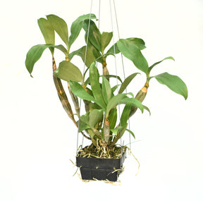 This orchid variety, native to Southeast Asia, features delicate petals that gracefully unfurl, creating a mesmerizing visual display