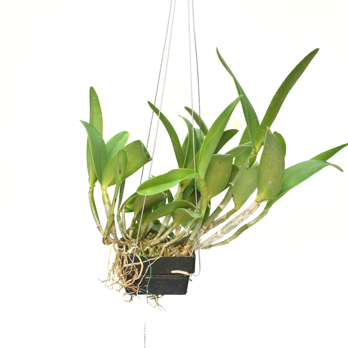  This enchanting orchid, with its delicately ruffled petals and vibrant colors, adds a touch of elegance to any space.