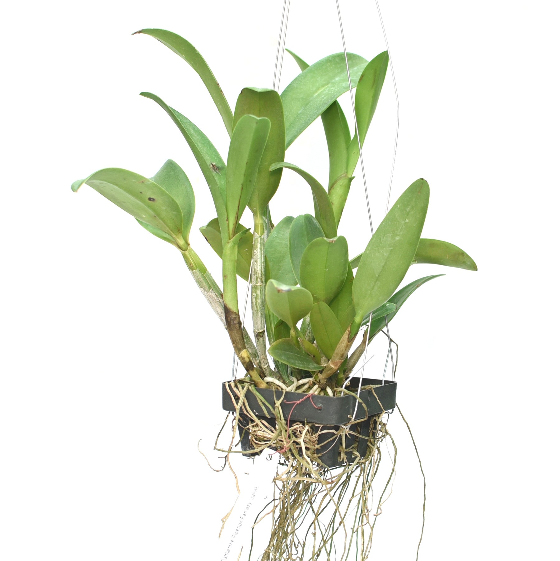 Vibrant Cattleya Ploenpit Fantasy 'Jairak' Orchid - A Captivating Splash of Orchid Bliss