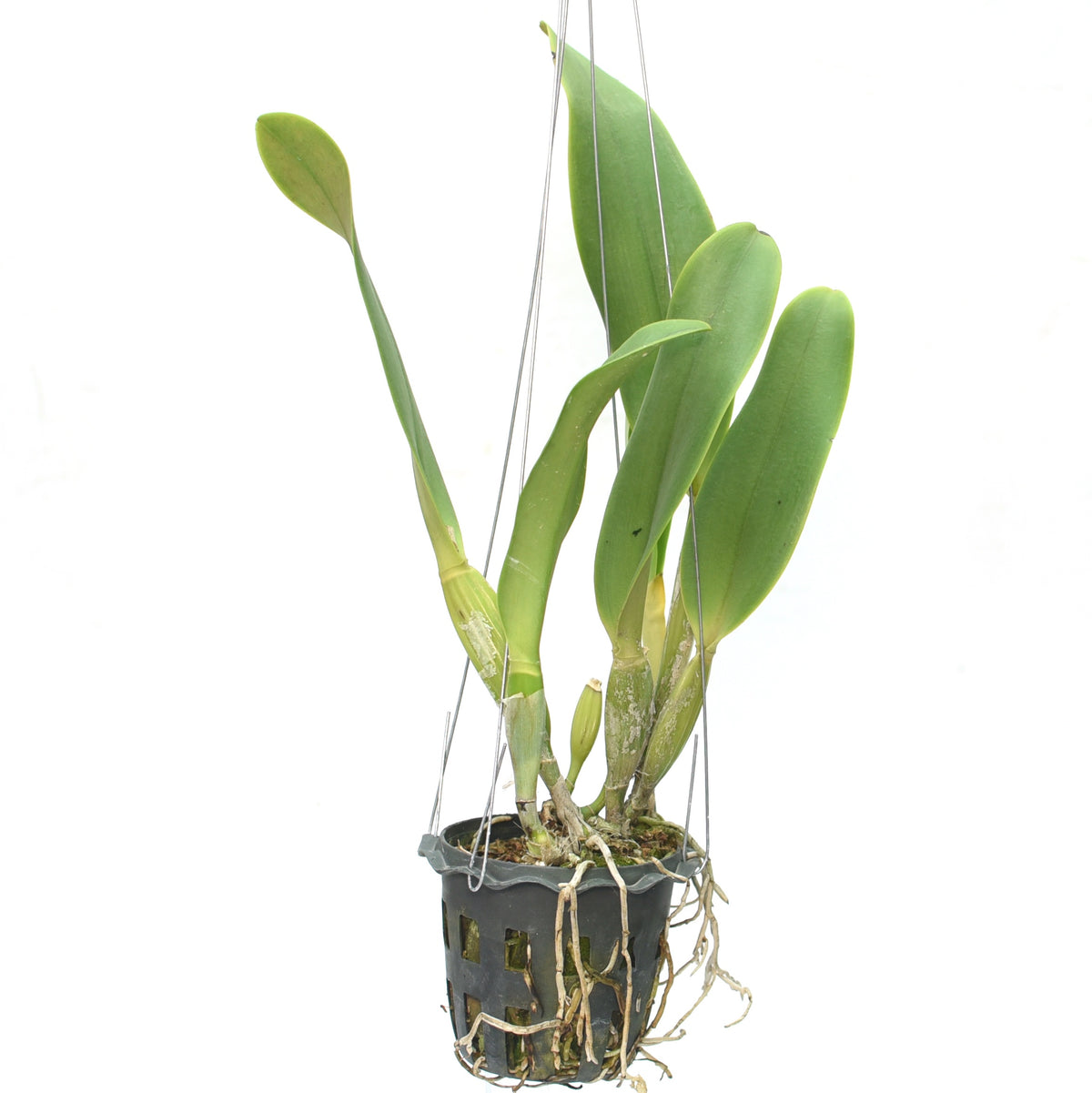 Rhyncholaeliocattleya Alma Kee 'W'