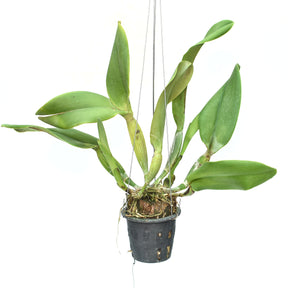 Rhyncholaeliocattleya Memoria Malai Thong
