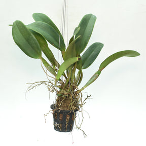 Cattleya Tawan Chai