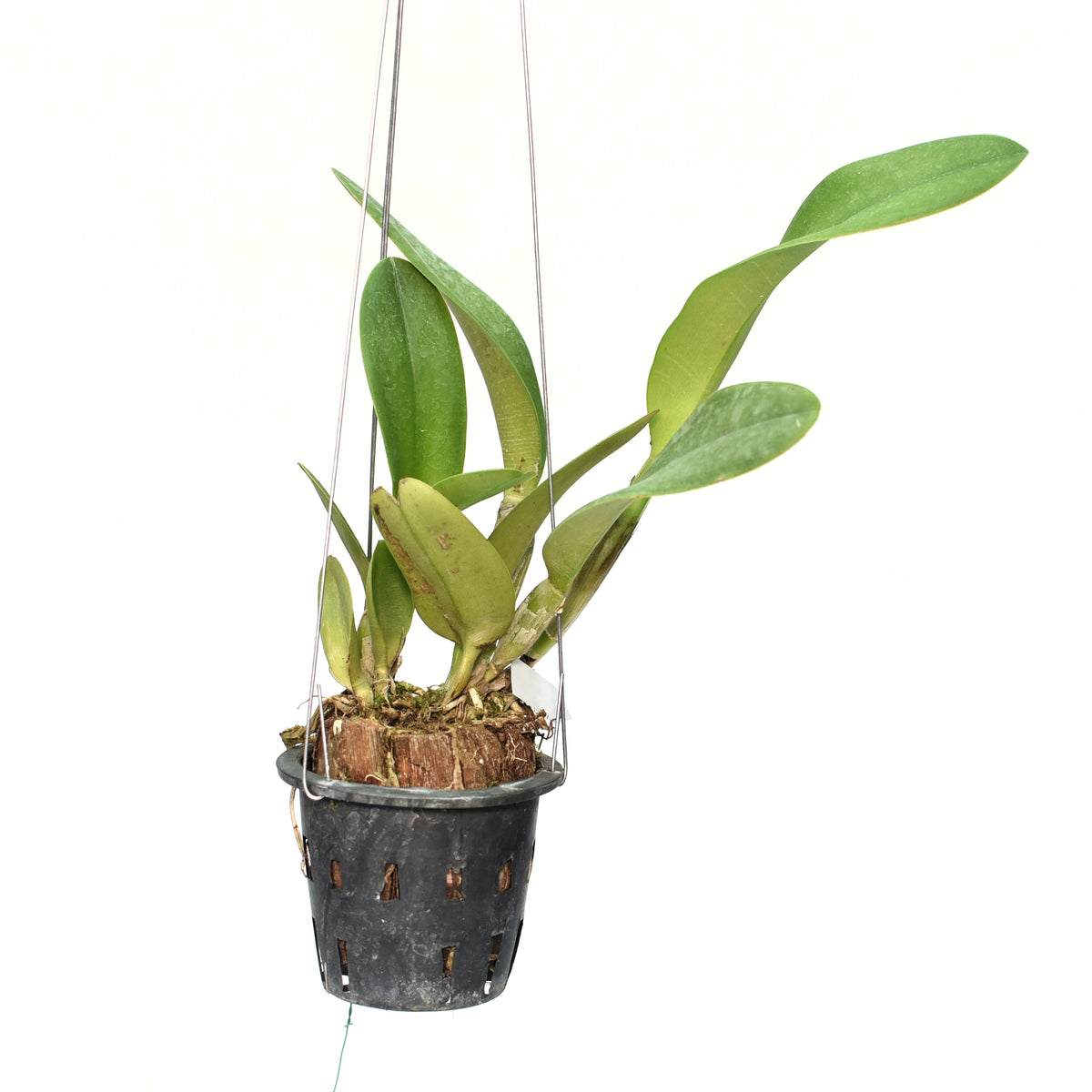 Rhyncholaeliocattleya Paithoon Delight