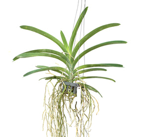 Vanda Rattana x  Dr.Anek