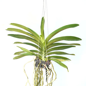 Vanda Pure's Wax Blue New