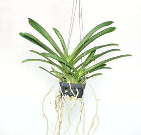 Lush Blooming Size Vanda Nopporn White Diamond Orchid - Order Now to Experience its Elegance