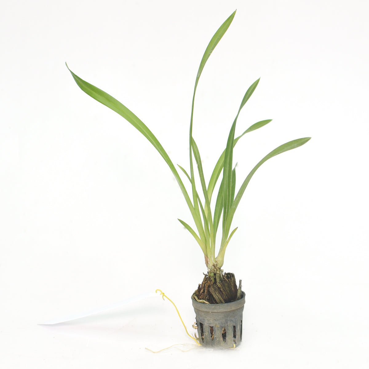 Cymbidium Golden Elf