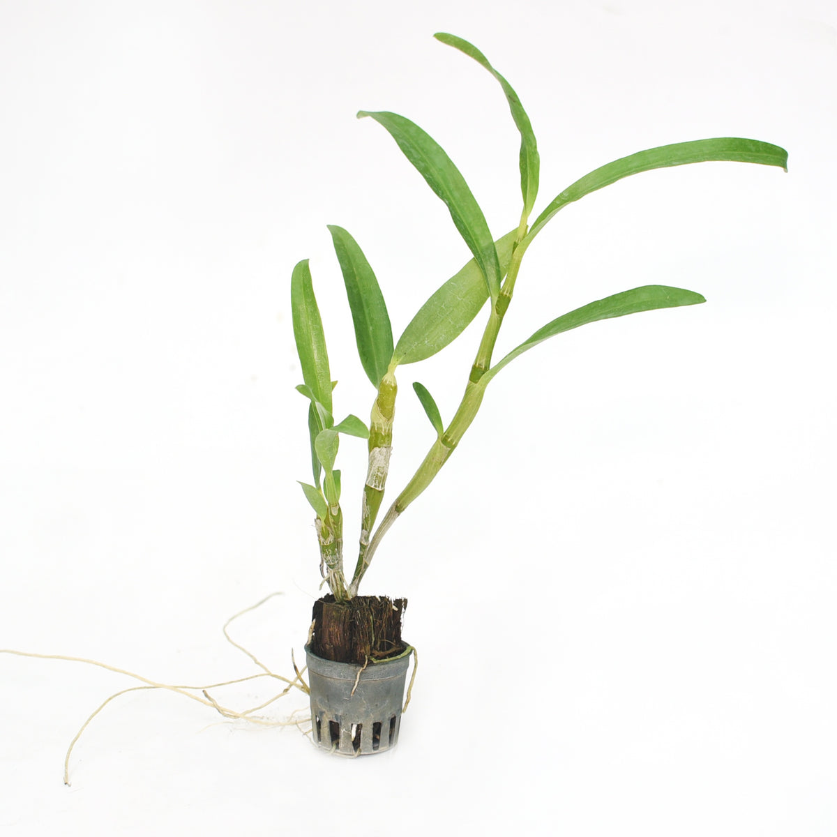 Dendrobium Nobile Hybrid