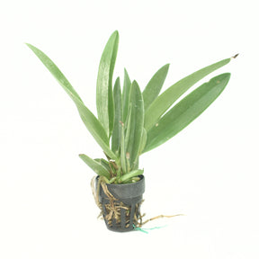 These orchids thrive with minimal care, making them a perfect choice for both seasoned orchid enthusiasts and beginners