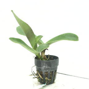 Rhyncholaeliocattleya Thongsupran Gold
