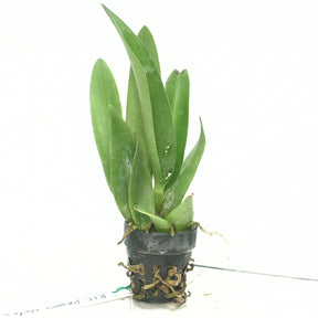 Rhyncholaeliocattleya Penny Helen