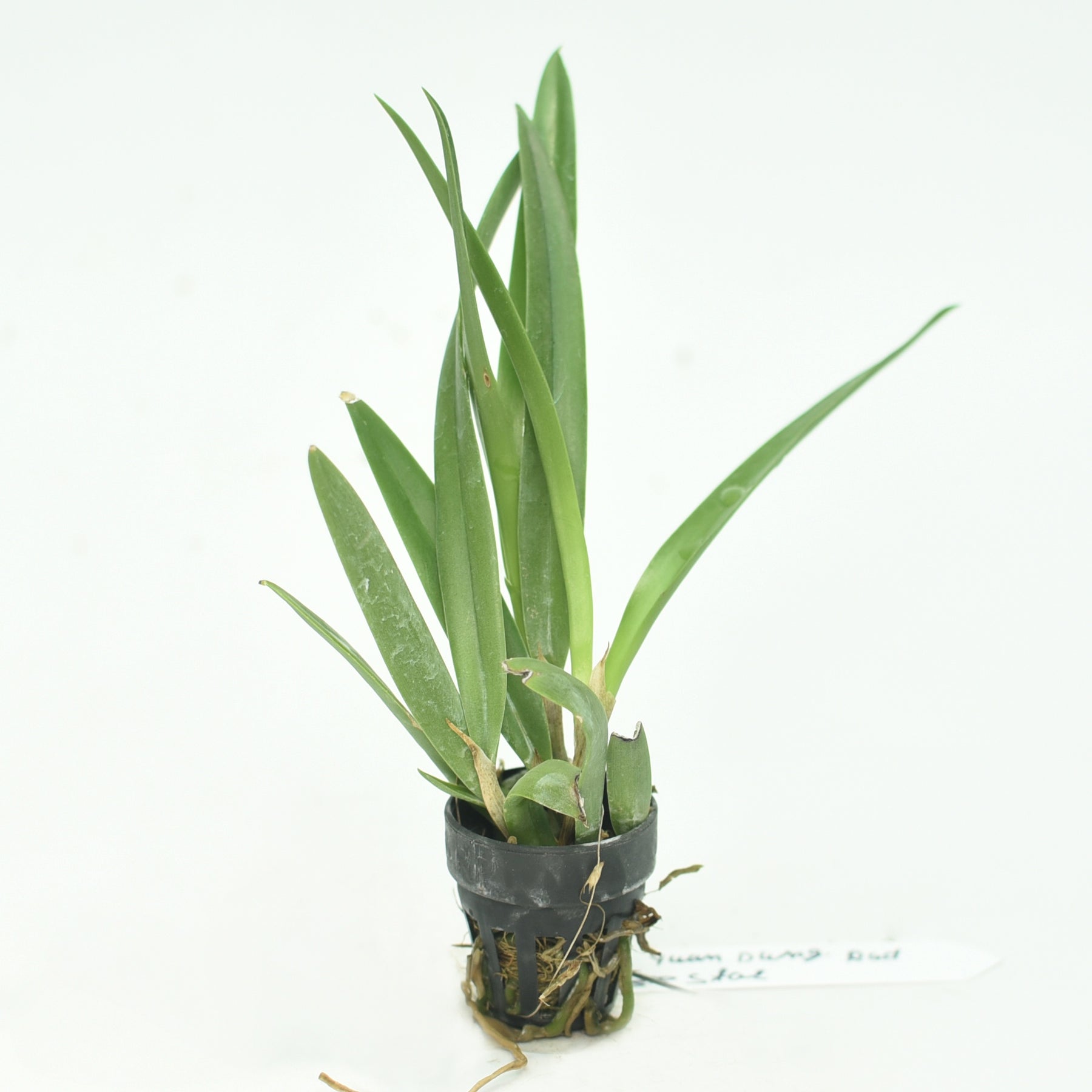  Its bold, eye-catching appearance makes it a favorite among orchid enthusiasts and interior decorators alike.