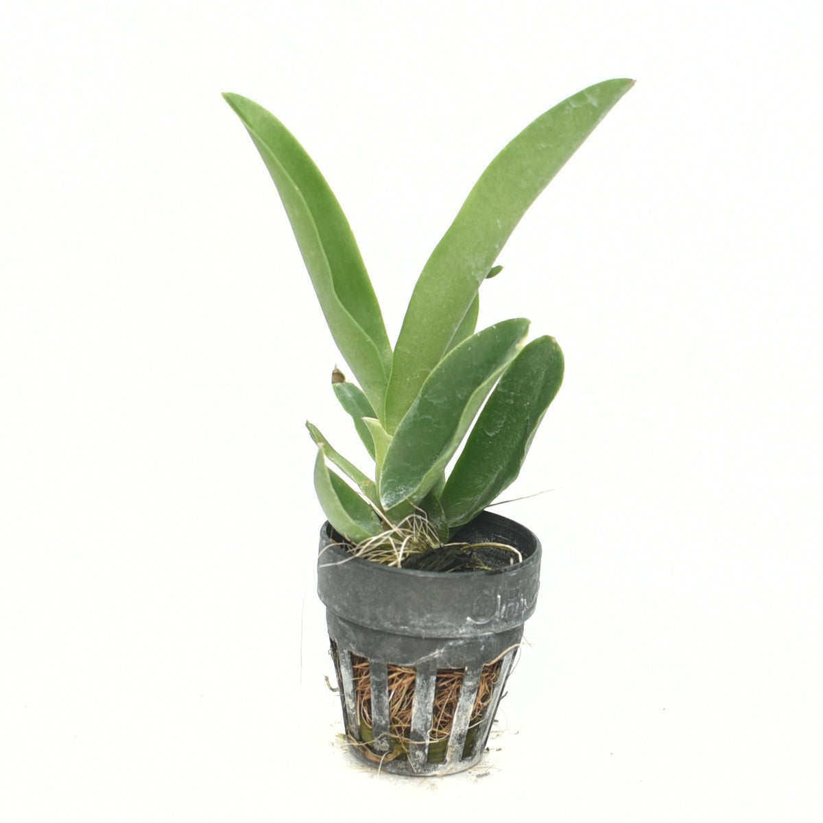 Cattleya Mishima Elf