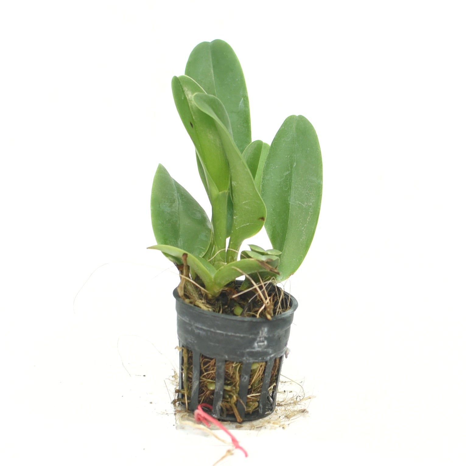 Cattleya Shinfong White Charm