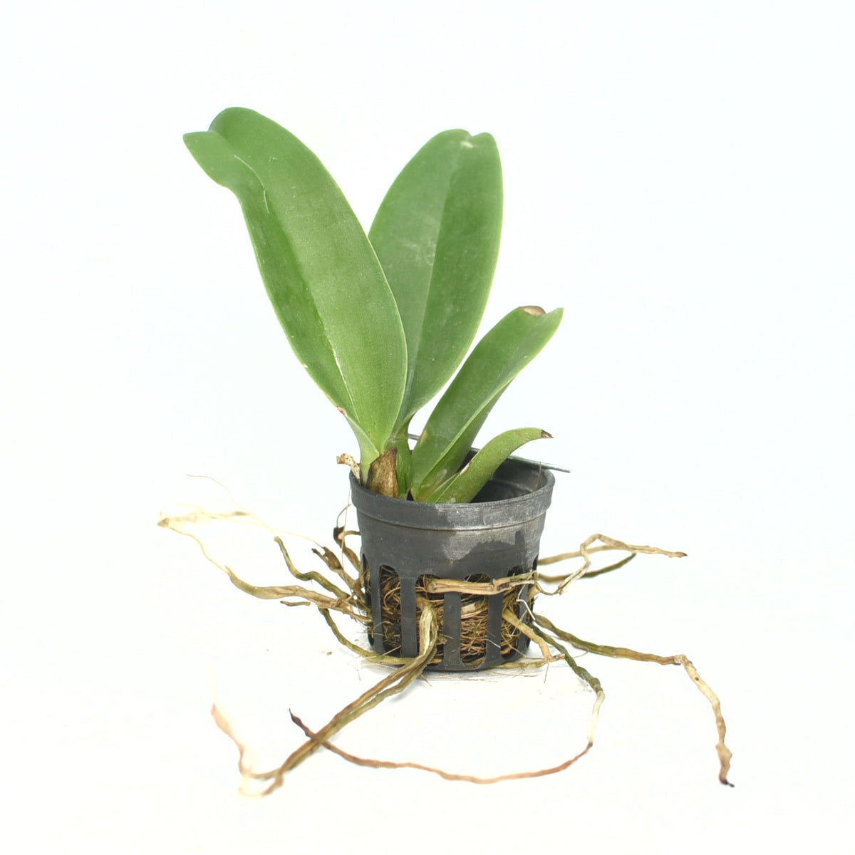 Rhyncholaeliocattleya Platinum Charm