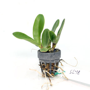Rhyncholaeliocattleya Village Chief Rose