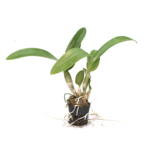 Dendrobium Areedang Green x Burana Stripe