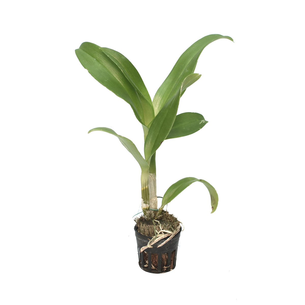 Dendrobium Thailand 'Mutation BOLD