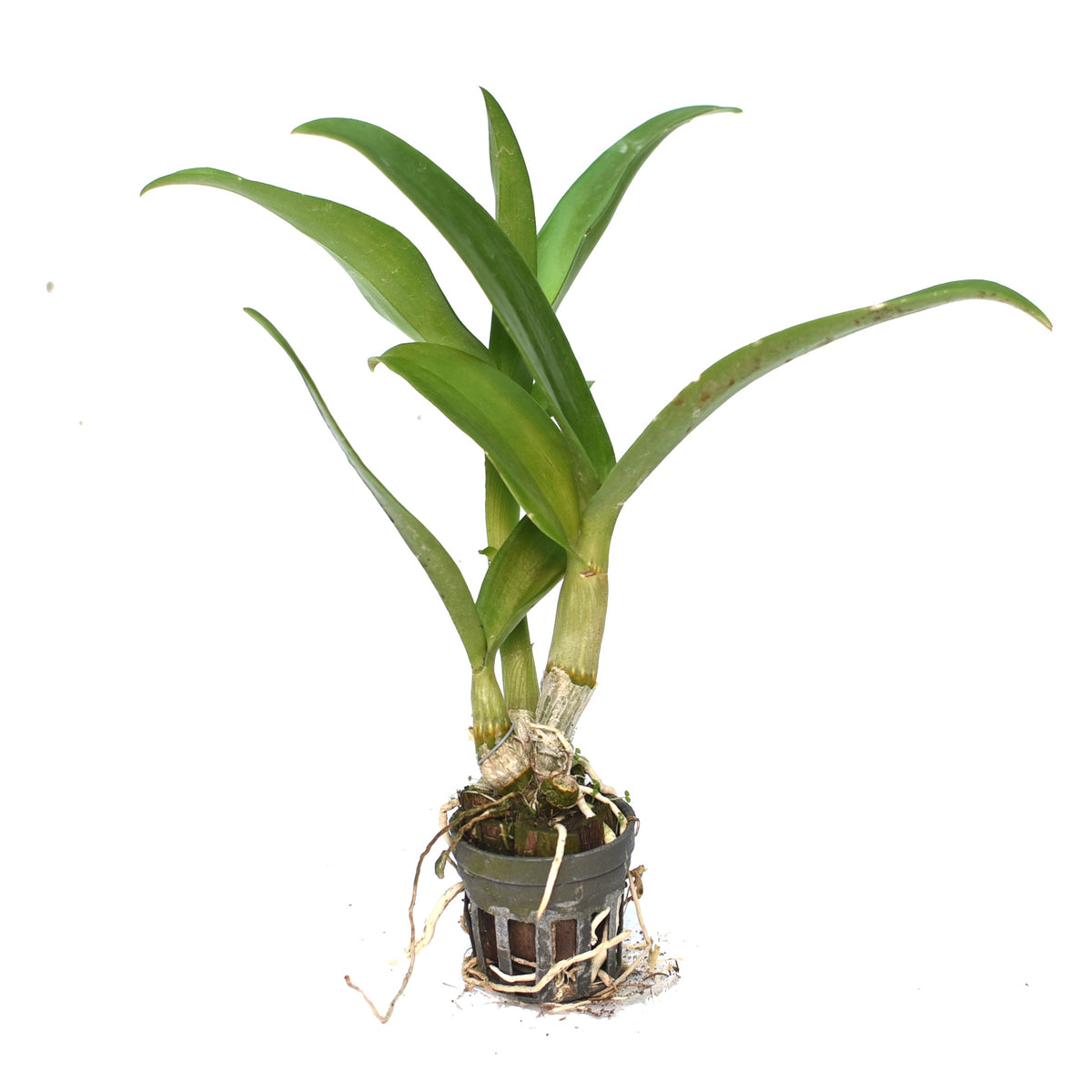 Dendrobium Nopporn Pink