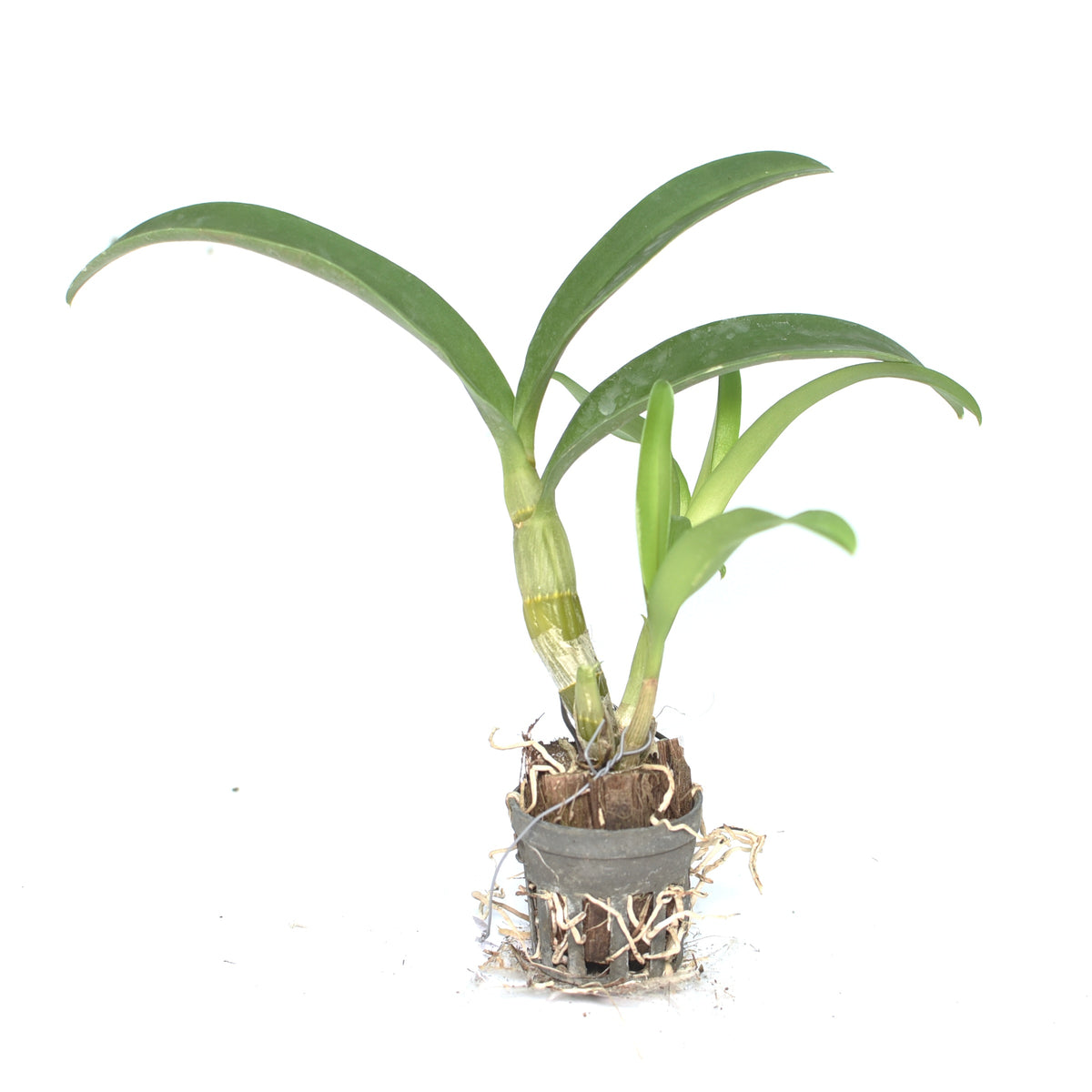 Dendrobium Areedang Pink Mutation