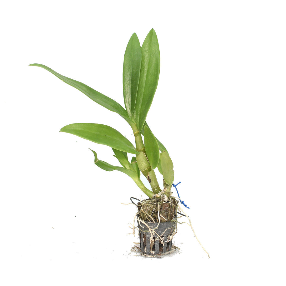 Dendrobium Meesangnil (Twisted)