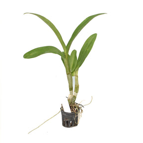 Dendrobium Pop's Eye
