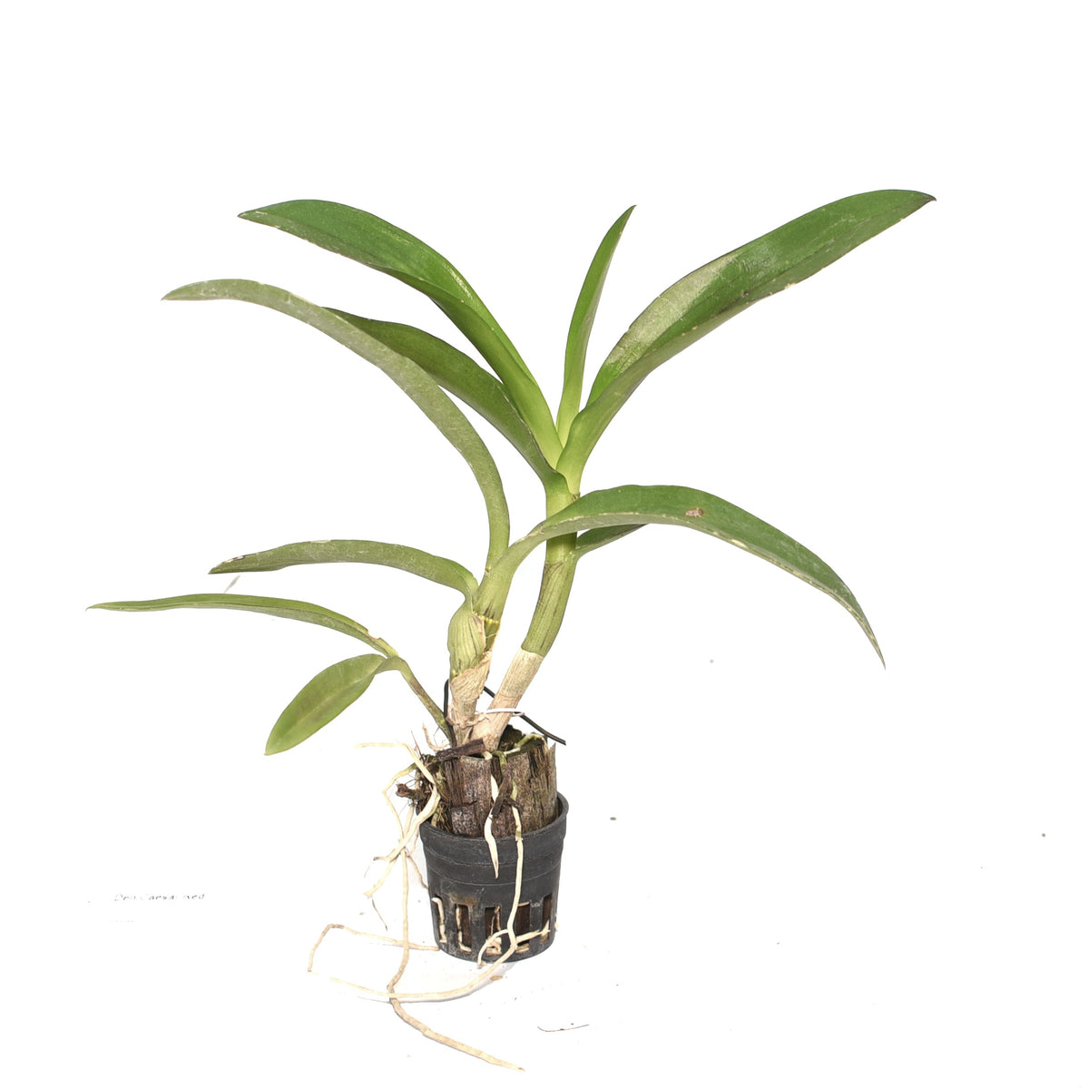 Dendrobium Ceasar Red (Twisted)