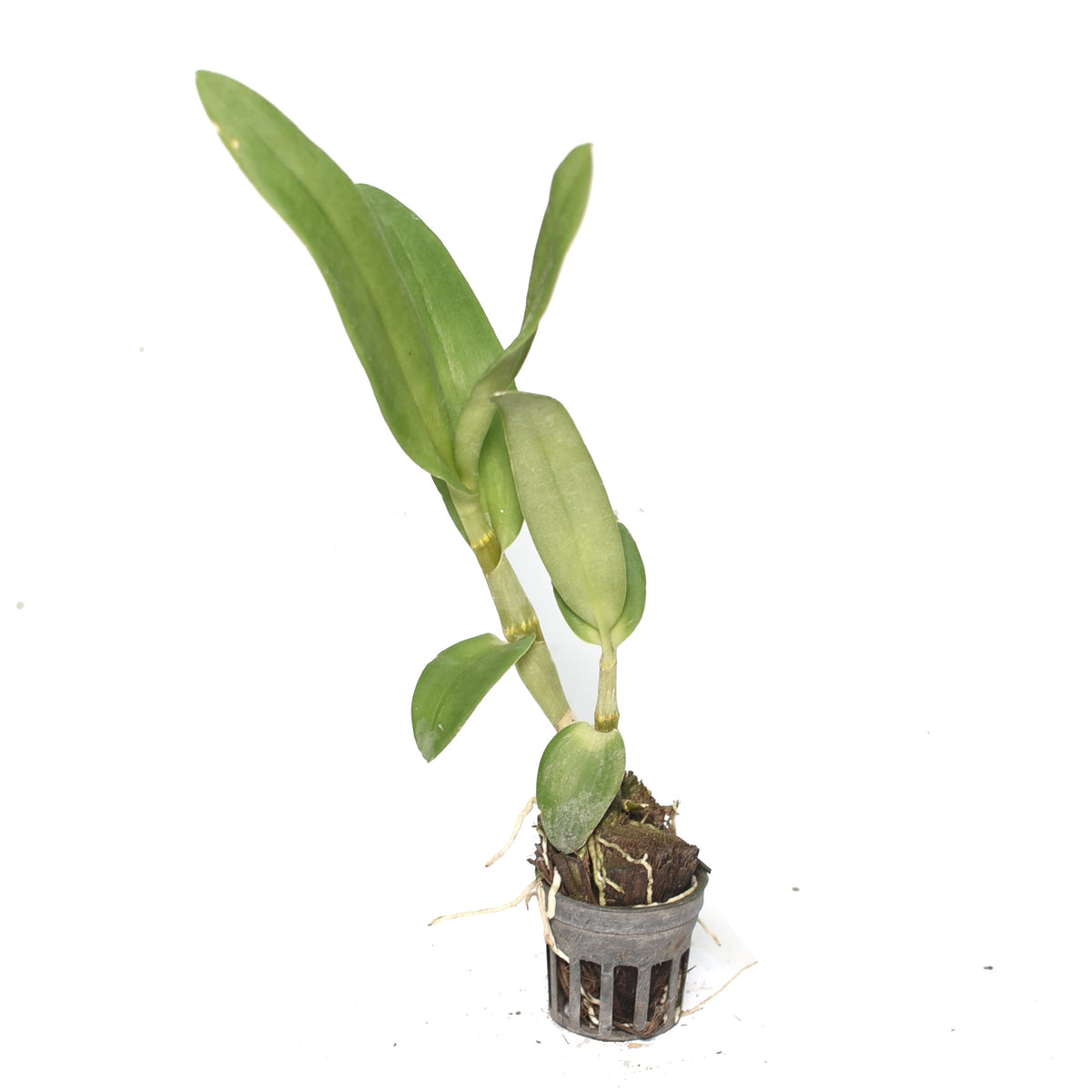 Dendrobium CKAii Brown