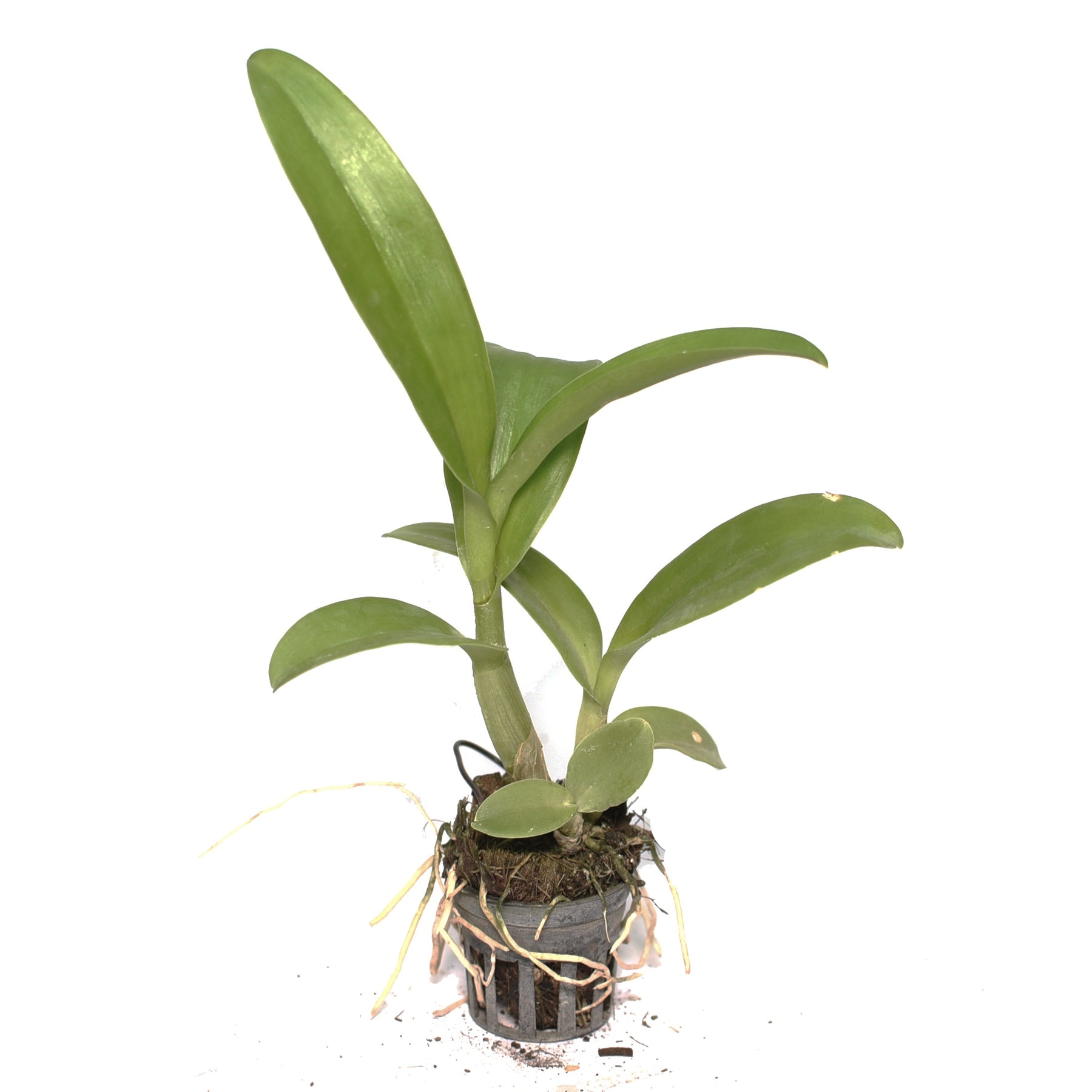 Dendrobium Mayneal x Uraiwan