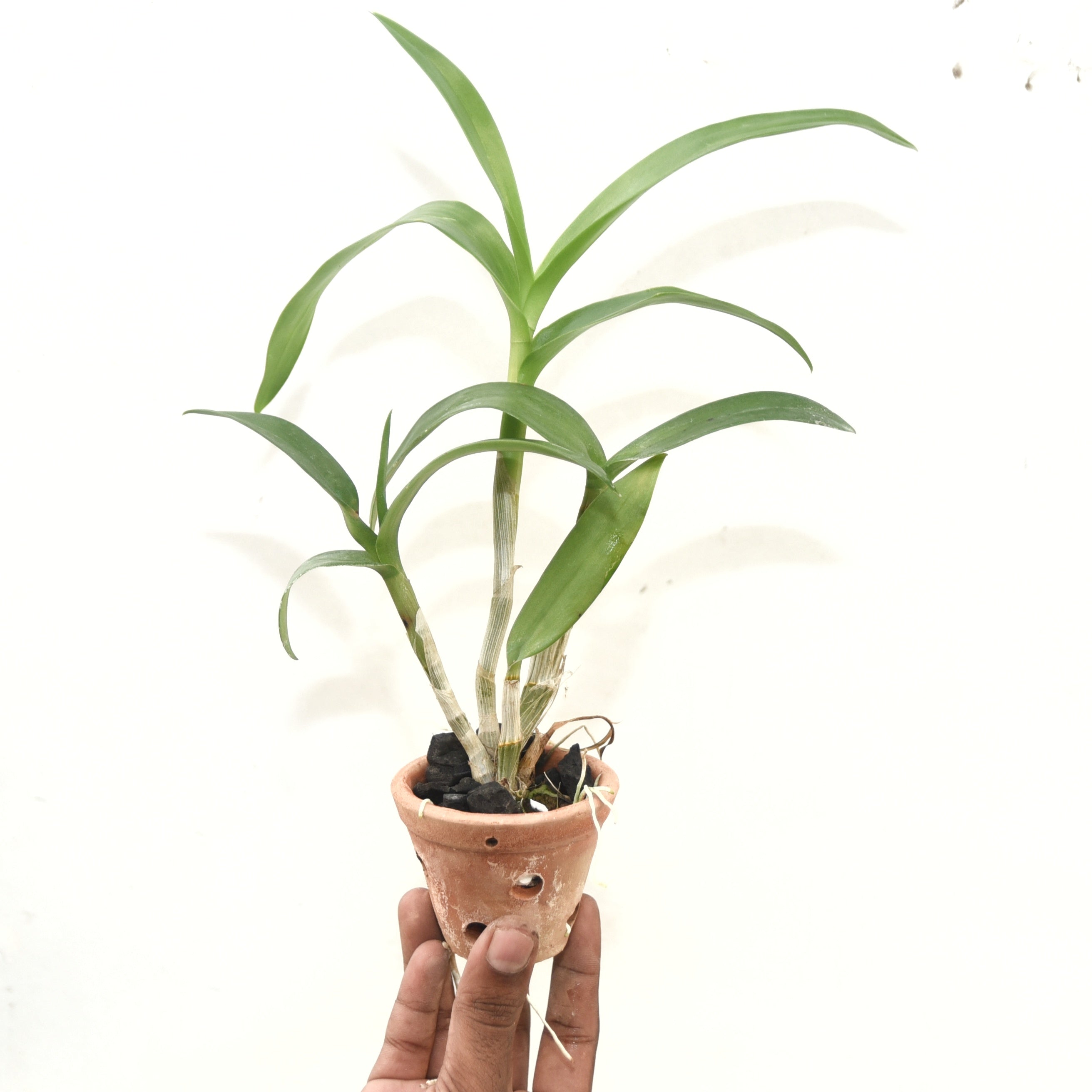 Dendrobium Areedang Green x Burana Stripe