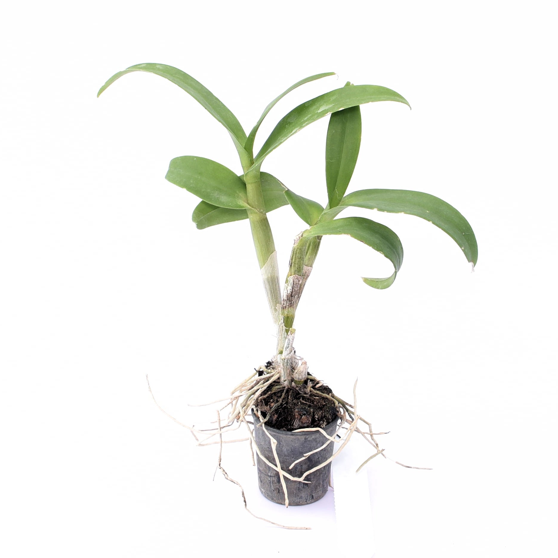 Thanida Pink Stripe x Hawaii StripExperience the Beauty of