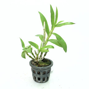 Dendrobium Freida Bratananta