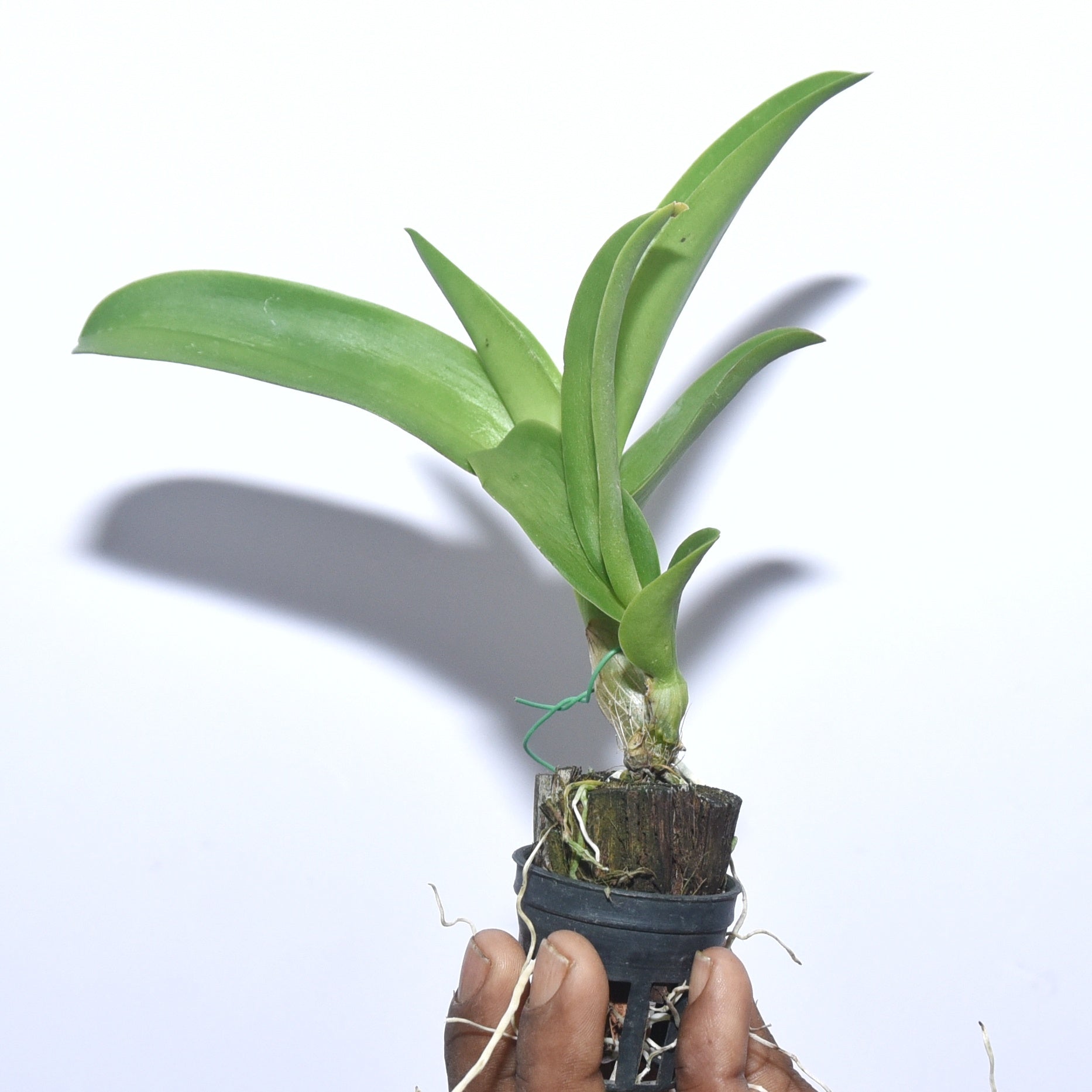 orchids73様 Den. Tuesday Delight '808 Orchids' - 808 Orchids Inc.