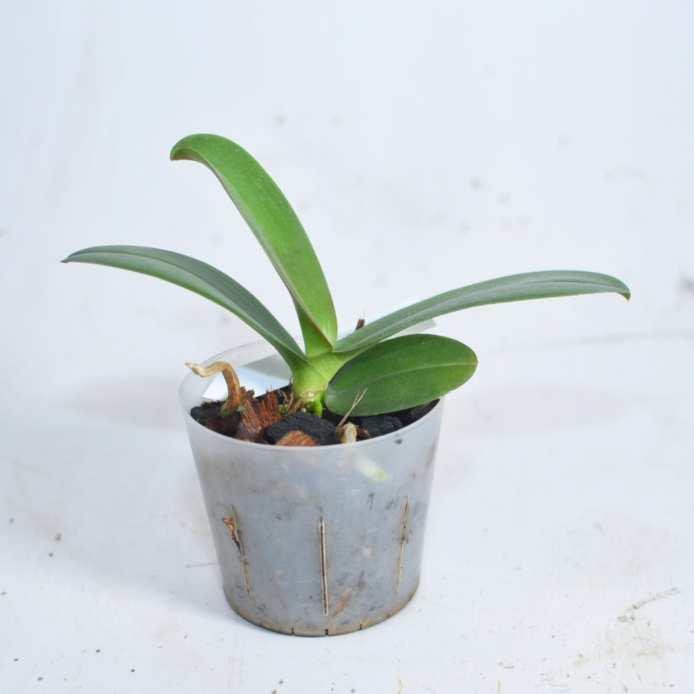 Phalaenopsis Lively