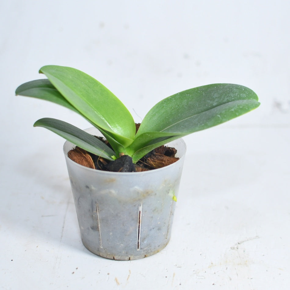 Phalaenopsis Summersong