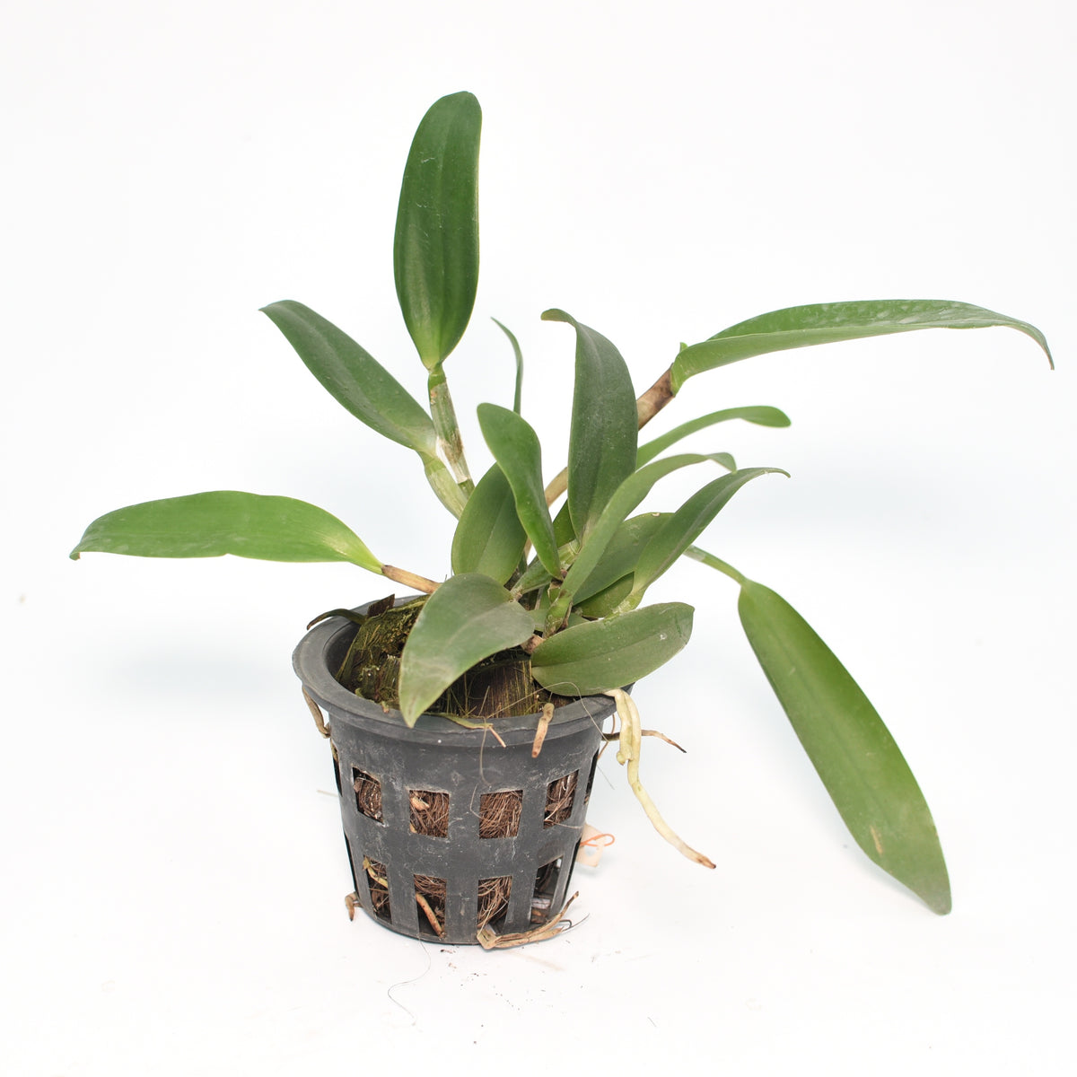 Our Cattleya Hawaiian Wedding Song-Landate orchids are meticulously cultivated and thoughtfully arranged, ensuring a breathtaking display for your special moments.